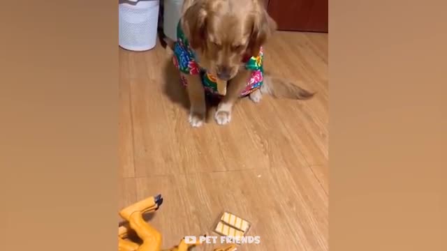 Funniest Cats And Dogs