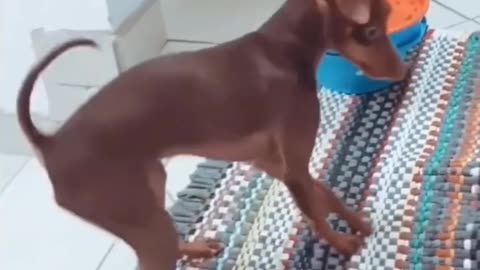 Funny weird animals 🤣🤣