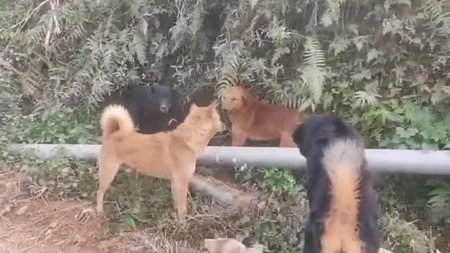 Nepal local dogs fighting