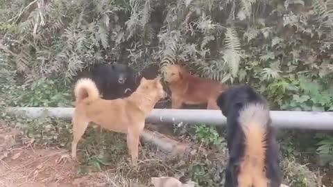 Nepal local dogs fighting