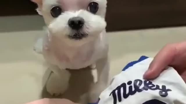 Funny Puppy In Costume