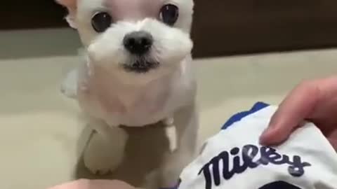 Funny Puppy In Costume