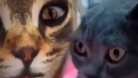 Angry 😡 Cat Says Don't Touch Me