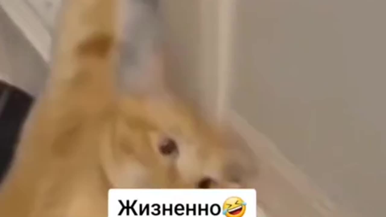 Cat caught