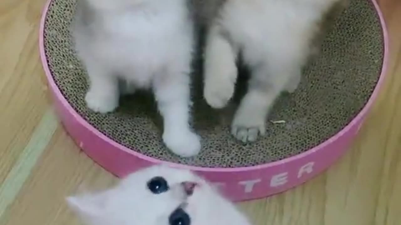 Aww cute baby cats funny video #2023