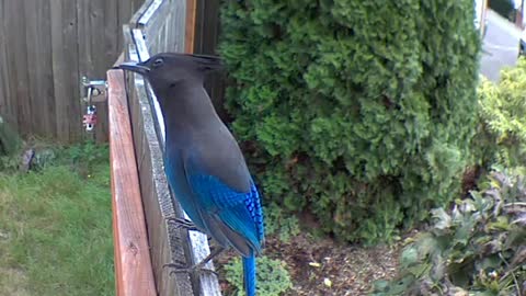 Blue Bird Hanging Out On a Fence Gate Top. Like/Rumble with the + button. :) thanks.