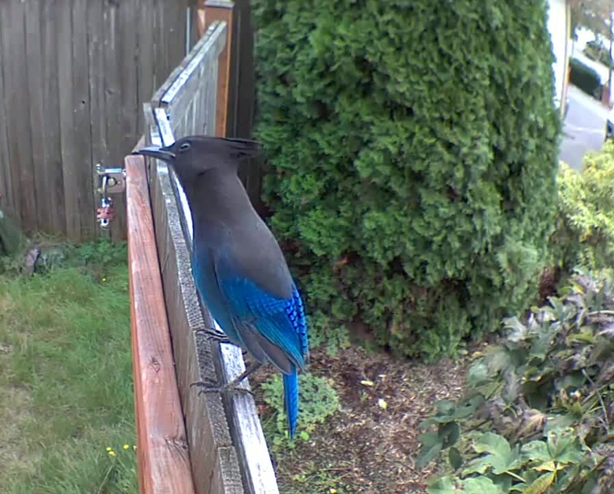 Blue Bird Hanging Out On a Fence Gate Top. Like/Rumble with the + button. :) thanks.