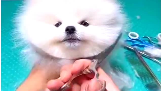 cute & funny dog |tik tok funny dog #shorts