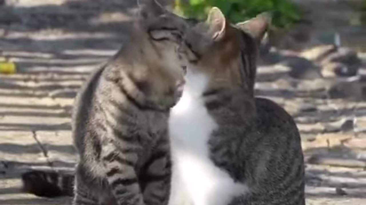 Romantic cat.....