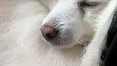 Cute puppy sleeping soundly