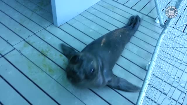 Seals Are Actually Ocean Puppies Funny Seal Video Compilation