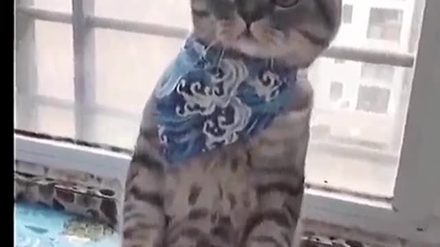 Cute cats