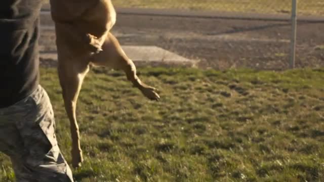 Army dogs training