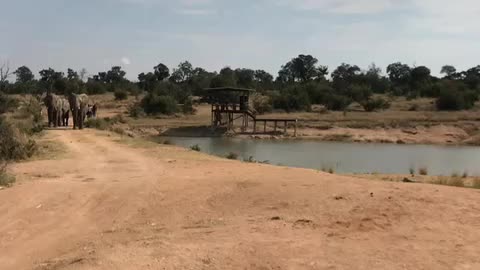 South Africa Elephants