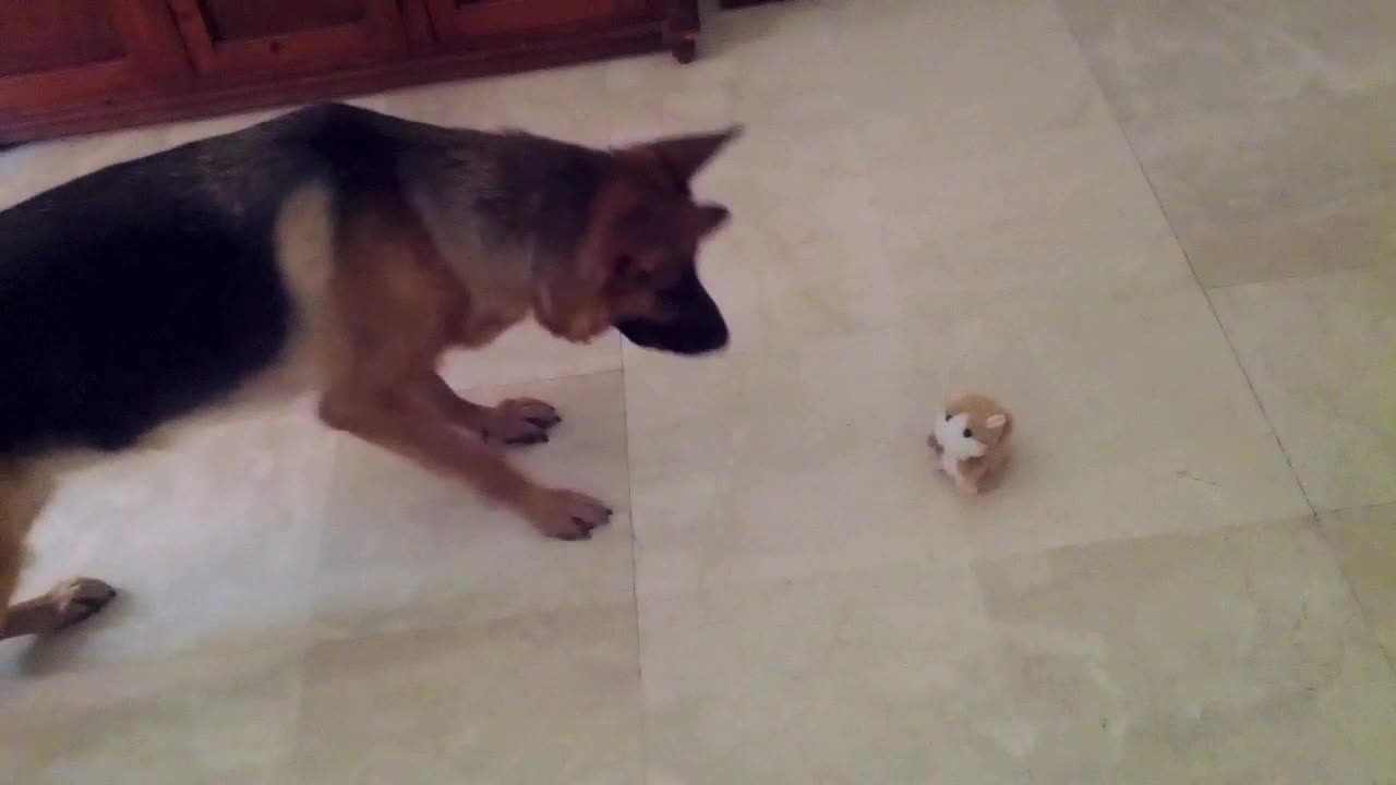 German Shepherd doesn't trust "talking" hamster