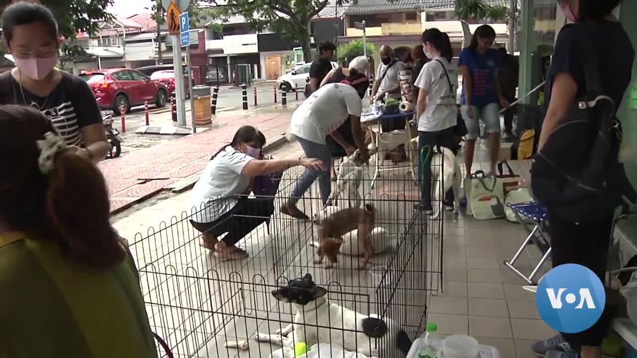 Increasing Numbers of Pets in Malaysia Abandoned Because of Pandemic