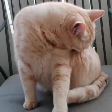 Sow fresh & so Clean da Hellcat Dimitri