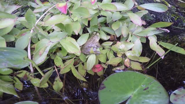 Bullfrog