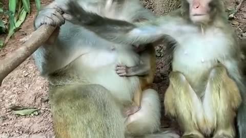 The Best of Monkey - Monkey video2021