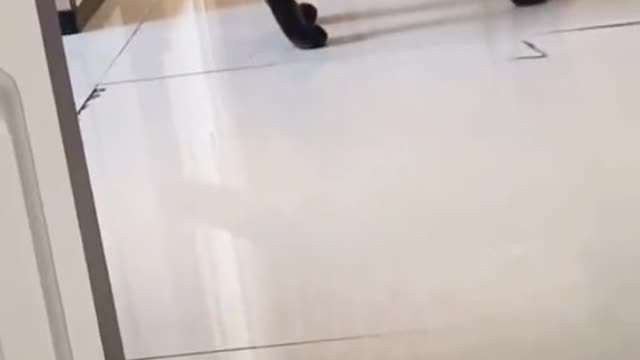 A stray cat at the door😍🥰