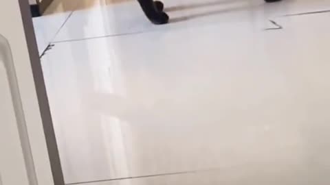 A stray cat at the door😍🥰