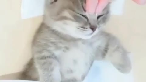 Pamper a kitten