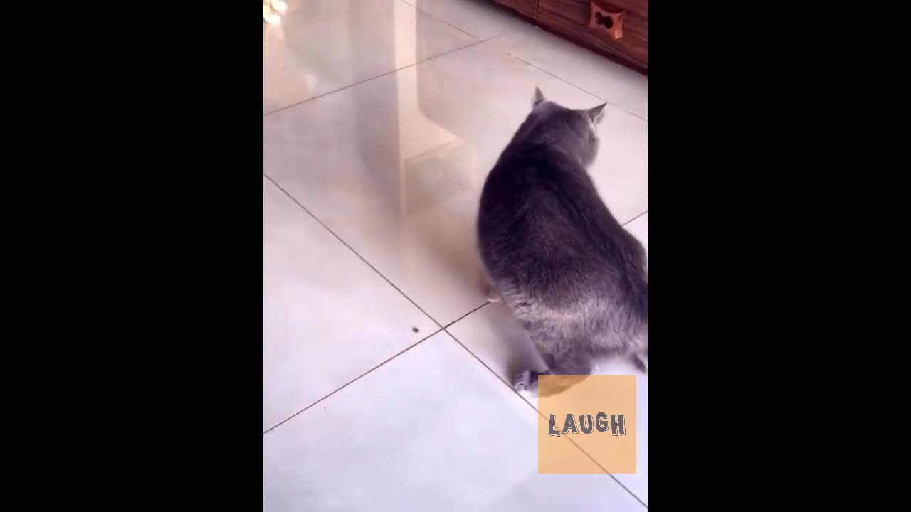 Funny cat videos cute cat videos funny and cute cat