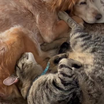 Nap time for this cat and his dog mom