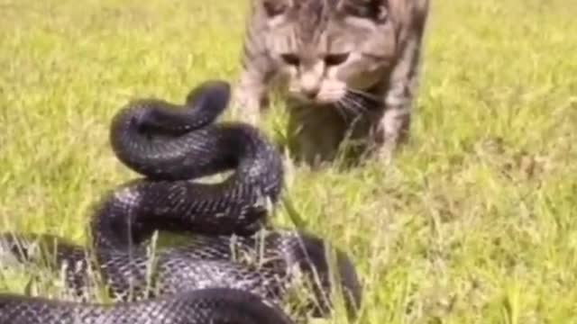 Cat and snake challenge, two dare not easily hand