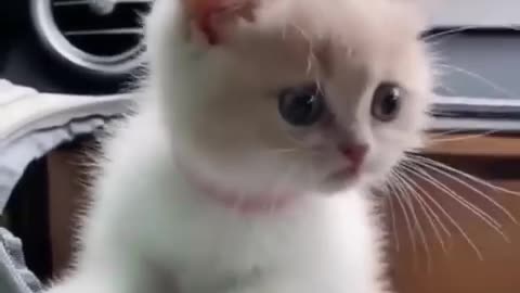 Cute cat