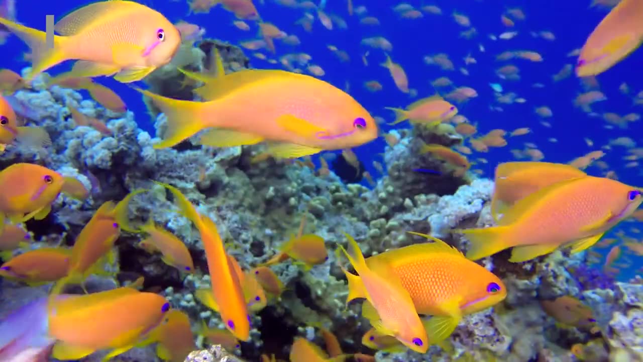 Ocean Life , Most Beautiful Fishes, Relaxing Music 5 minutes Film