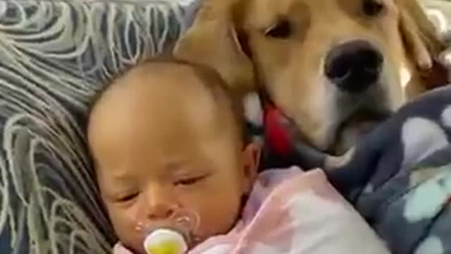 🤣 Funniest 🐶 Dogs - Awesome Funny Pet Animals Videos 😇