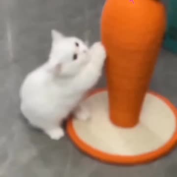 Cute cat videos and Fanny cat videos