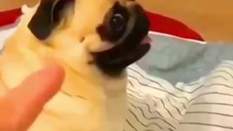 wait for end/funny animal video