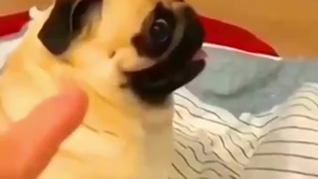 wait for end/funny animal video