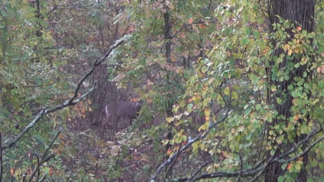 First Self Filmed and Buck Miss?