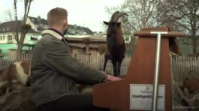 Lunchtime at a German Zoo