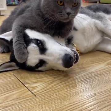 Cat and dog battle#dog #cat #fyt #PetsOfTikTok #pets