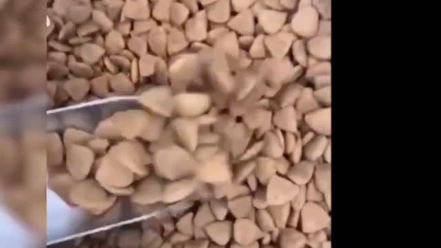 Let you take a dog food all the dog, the dog fierce!