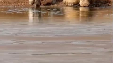 Animal fight #viralfight #intresting #animal