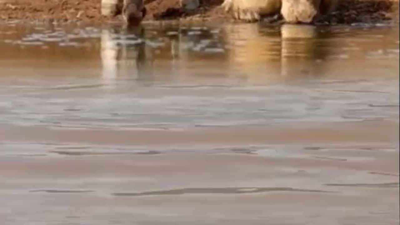 Animal fight #viralfight #intresting #animal