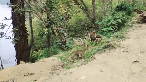 Monkeys funny play...