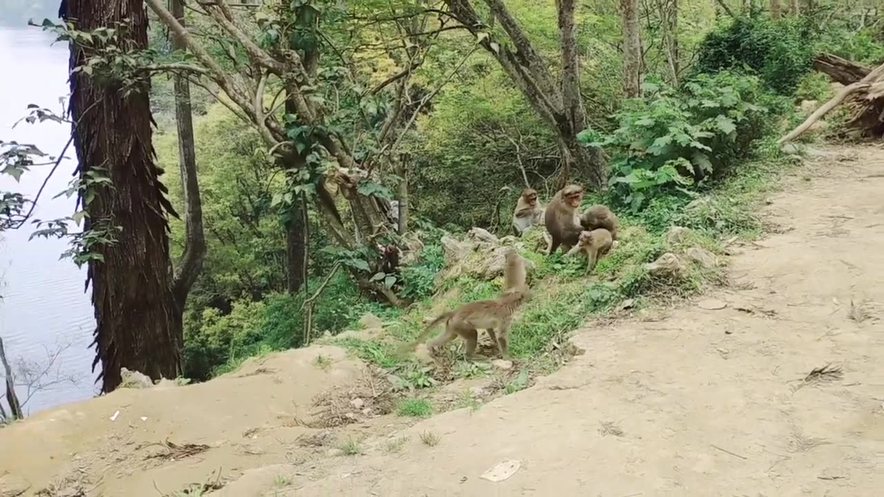 Monkeys funny play...