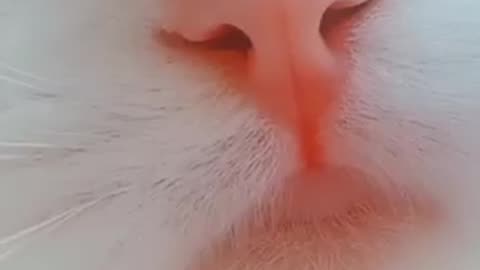 #Cat #Trending #viral