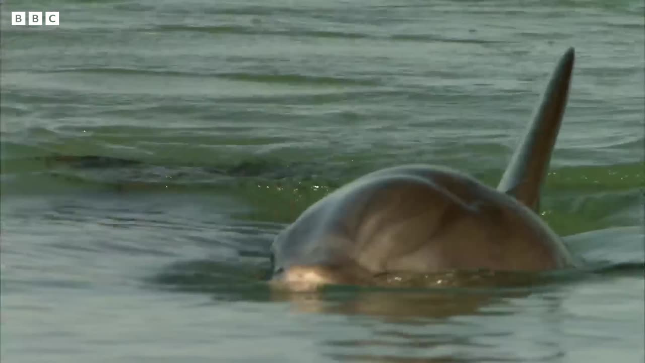 Baby Dolphin Learns How to Swim | Puck's Part 3 | Dolphins of Shark Bay | Little Baby Dolphin