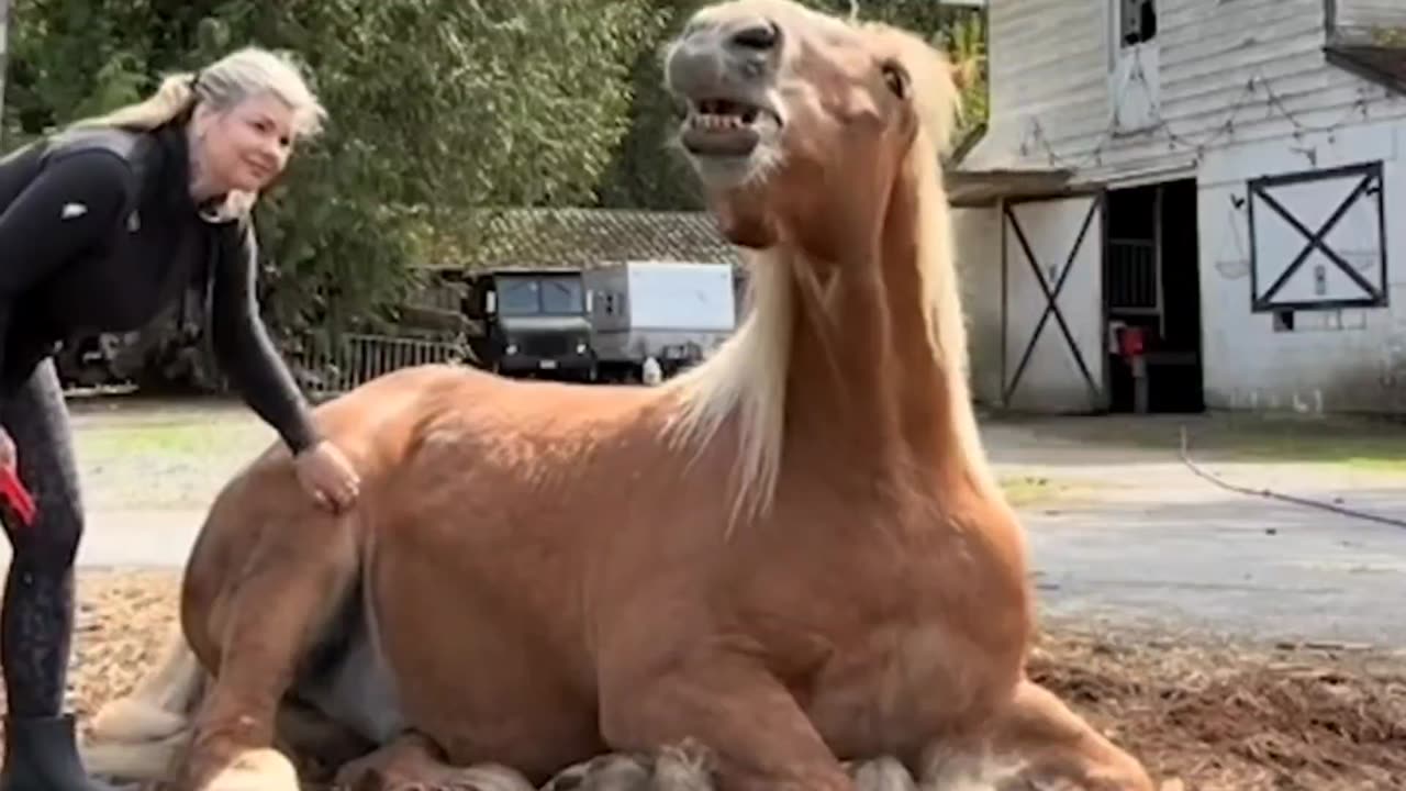 Horse loves scratches 😍