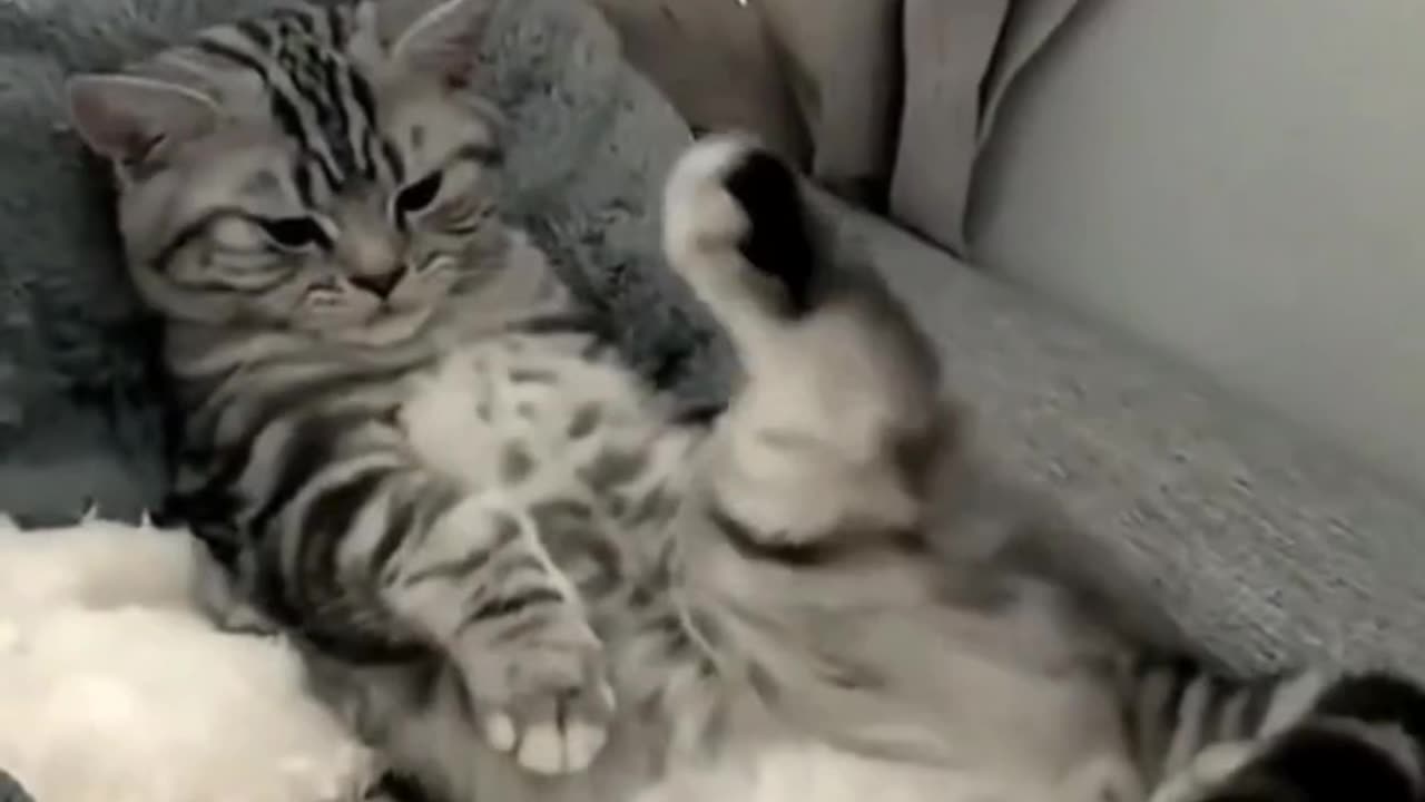 Funny cat 🐈 video 😁