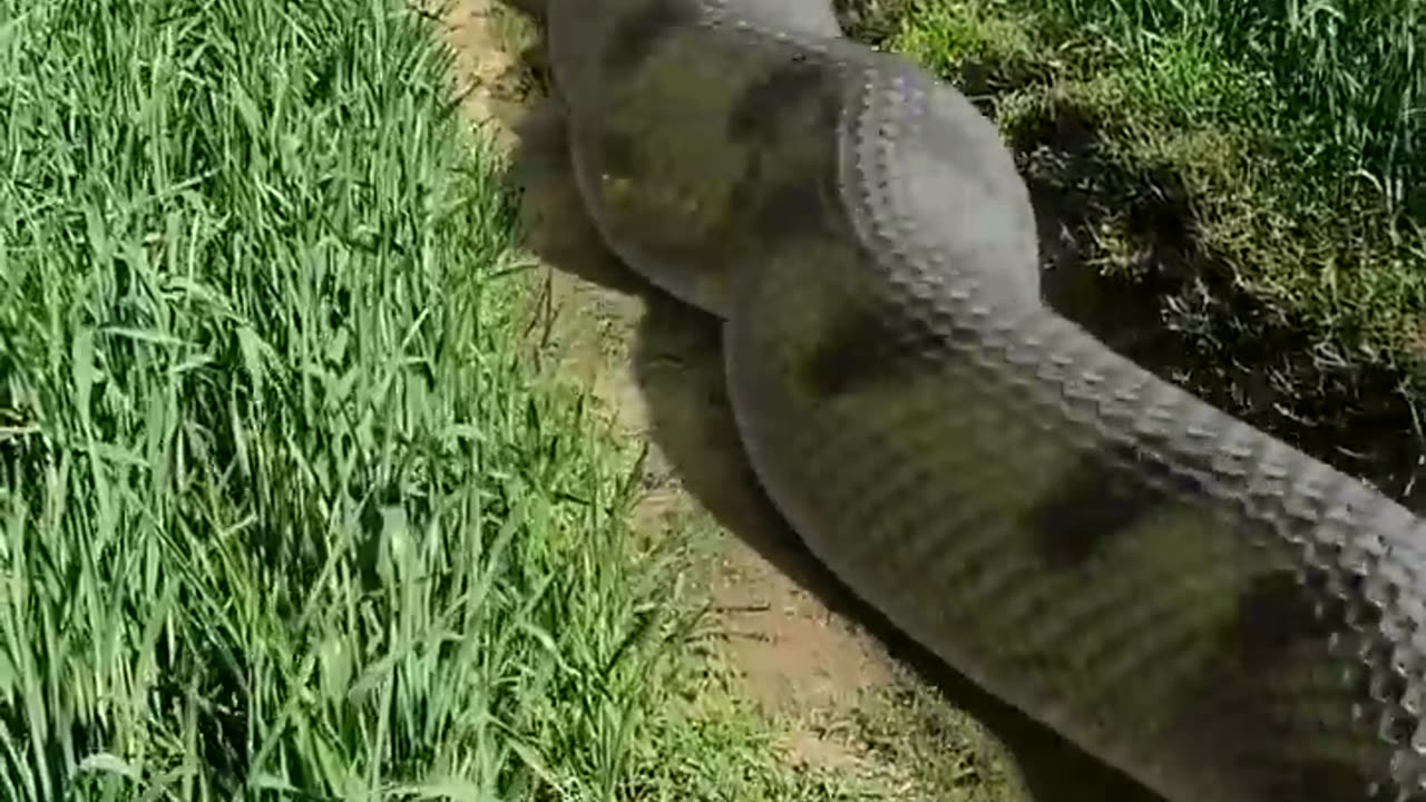 ANACONDA VS BOY