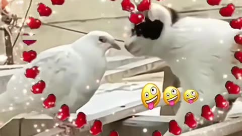 Cat and pigeon love