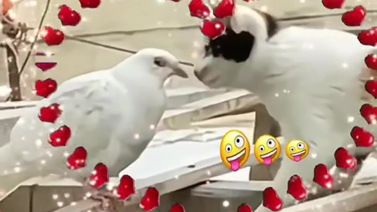 Cat and pigeon love